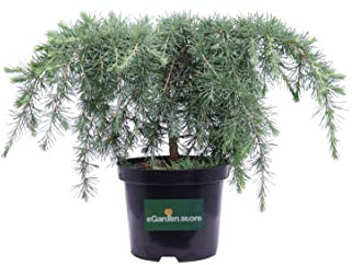 Pianta di Cedrus Deodara Feelin Blue Pianta di Cedro dell'Himalaya pianta da esterno alberello ornamentale di Cedrus pianta conifera pianta vera venduta da eGarden.store