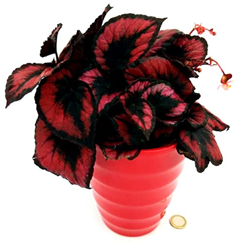 POWERS TO FLOWERS - BEGONIA REX RED ROBIN IN VASO CERAMICA ROSSO ALTO, pianta vera
