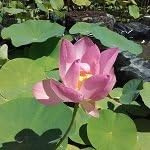 Fiore di Loto Nelumbo Indah – Rizoma Vivo di Loto Ornamentale Rosa – Pianta Acquatica per Laghetti e Vasi – Fioritura Estiva Decorativa