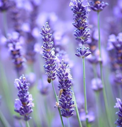 Approx. 400 Seeds - Lavandula angustifolia Vera & Munstead (True Lavender) - Premium Lavender Seeds for Planting (Vera)