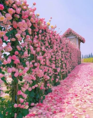 Kletterrose Pink - Winterharte Kletterrose mit starkem Duft - Spaliergeeignet, 200 Samen, von Mafuse - Hochwertige Pflanzen