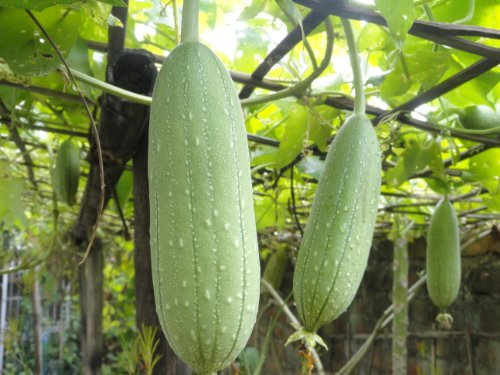 PREMIER SEEDS DIRECT - Gourd Seeds - LUFFA Sponge - Great Fun and Unusual (200 Seeds)
