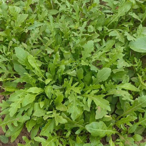 rucola samen winterhart - rucola pflanzen frisch samen, exotische pflanzen winterhart, gartendeko für draußen rucolasamen bio mehrjährig, winterharte kübelpflanzen, kletterpflanzen 100pcs