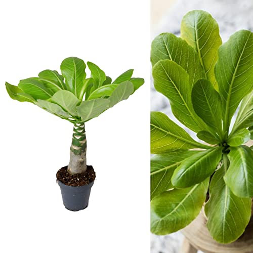 Brighamia insignis 'Hawaiian Palm' - Indoor Plant in 12cm Pot - Produces Yellow Flowers (1 Plant)