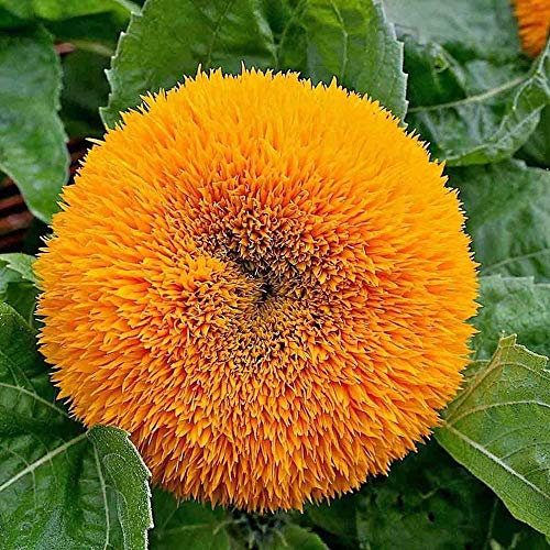 20 Sunflower Teddy Bear Seeds - Golden Yellow Helianthus Annuus - 20 Seeds