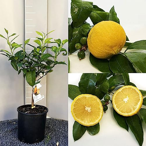 SAVINI VIVAI Bergamotière, agrume, Bergamote Castagnaro en pot de 20 cm hauteur 70 cm 2-3 ans de raffinement,