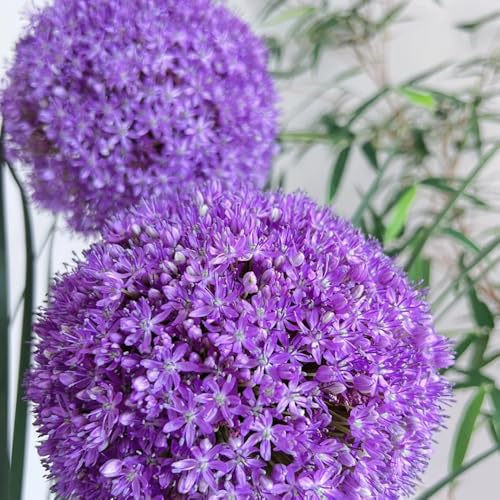 bulbi allium, allium giganteum, farfalla lilla resistenti all'inverno perenni resistenti da giardino all'esterno da giardino bulbi 2pcs