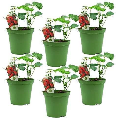 Fragola Rossa BIO rifiorente 4 stagioni (6 PIANTE) - Piante da orto in vaso - Azienda agricola Carmazzi