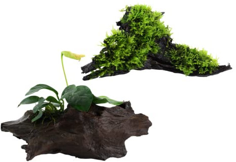 AquaOne Lot de 2 plantes d'aquarium I Plantes aquatiques I Plantes d'aquarium sur racine I Anubias barteri var. nana Vesicularia montagnei « Christmas » I Lot de 2 plantes d'aquarium