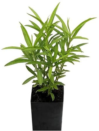 Fresh 60Pcs Green Tarragon Plant Seeds