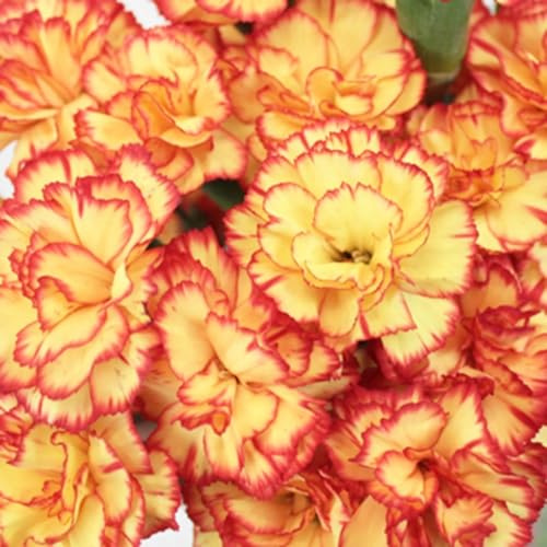 100 Yellow Orange Carnation Seeds Dianthus Flowers Seed Flower Perennial