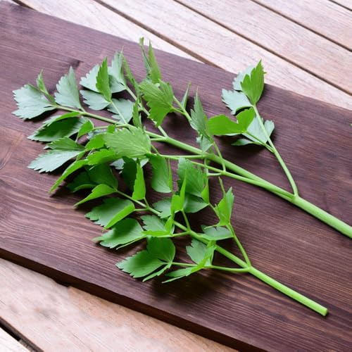 semi di levistico, resistenti giardino aromatiche prodotti sostenibili resistenti per giardini rocciosi raro verdi aromatiche da giardino 150pcs