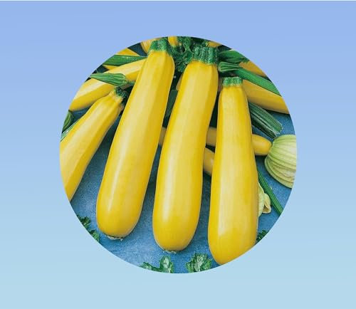 20 graines de courgette jaune atena polka F1