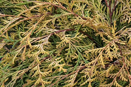 Chamaecyparis obtusa 'Kamarachiba' 15–20 cm – Winterhart, Immergrün, Pflegeleicht – Hinoki-Scheinzypresse – Ziergehölz für Steingarten & Kübel