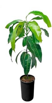 DECOALIVE Planta de Mango Árbol Frutal Natural para Jardín Mangifera Indica