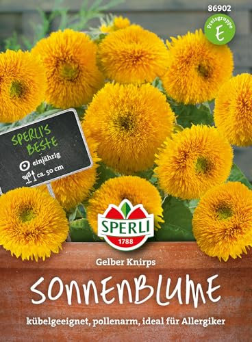 Zwerg-Sonnenblume Gelber Knirps von Sperli-Samen