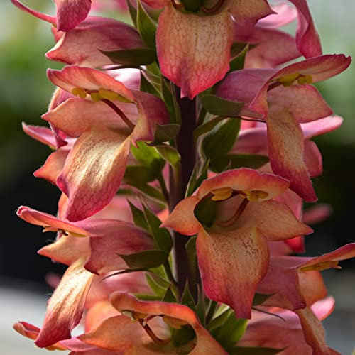You Garden - Foxglove Digitalis 'Illumination Flame' x 3 Jumbo Plug Plants