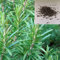 Haloppe 500 piezas de semillas de romero para plantar en el jardín del hogar, semillas de romero, semillas frescas, perfume natural, semillas de Rosmarinus para Manor Semillas