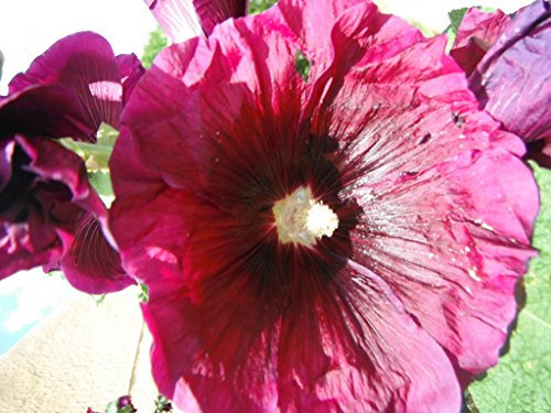 100 X CERISE HOLLYHOCK SEEDS - GARDEN FLOWER PATIO BORDERS PLANTS SEEDS