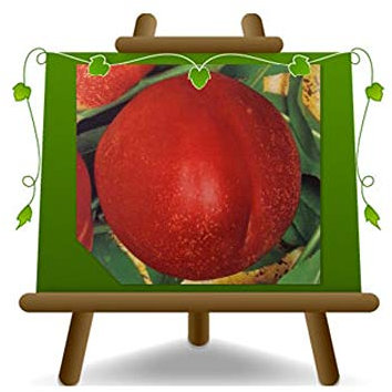 Nectarine Pulpe Jaune Maria Carla –Plante fruitière sur pot 20 - arbre max 170 cm - 2 ans