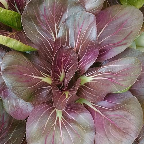 Park SeedScarlet Red Mustard Tatsoi Seeds, Pack of 100 Seeds