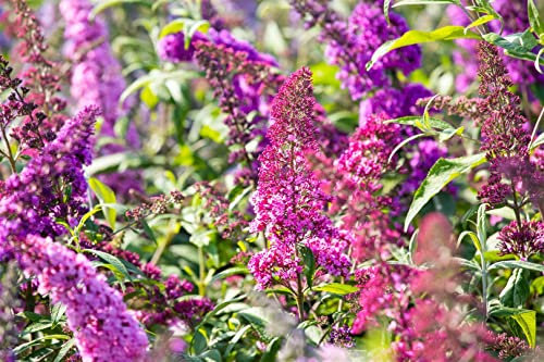 Buddleja davidii 'Royal Red' 125–150 cm – Winterhart, Mehrjährig, Pflegeleicht – Schmetterlingsflieder – Blütenstrauch für Garten & Beet