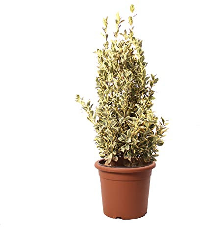 KENTIS - Euonymus Japonicus Bravo - Plantes d'Extérieur - Plantes de Haie - H 100-125 cm Pot Ø 30 cm