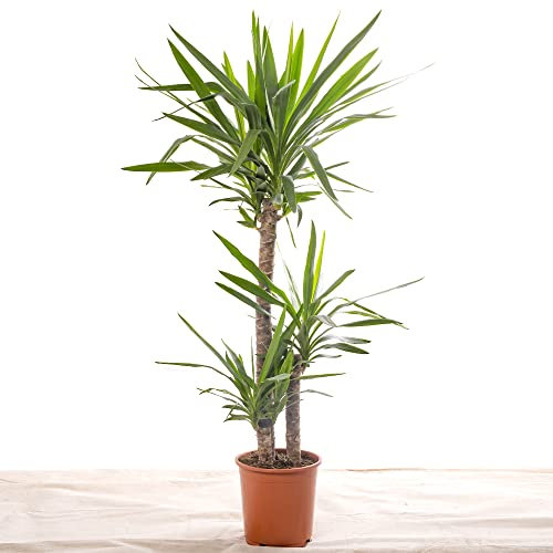 Yucca Elephantipes, große echte Zimmerpflanze, immer grün, hohe Pflanze.