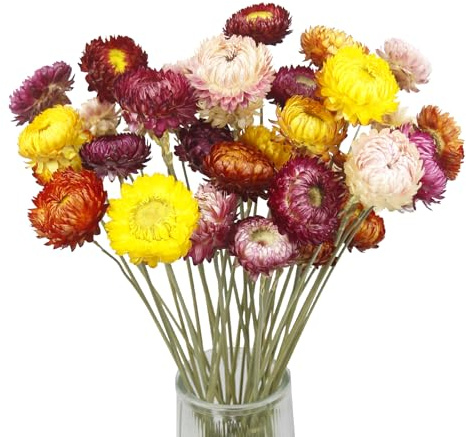 CEWUDA 20 Pz Fiori Secchi Decorativi Mazzo di Fiori Margherite Essiccati Piante Naturali con Stelo Bouquet di Crisantemi Composizione Fiori Secchi per Vaso Bomboniere Resina Feste Casa di Nozze Regalo