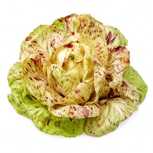 1000 Semi Cicoria Variegata di Castelfranco – Varietà Pregiata a Foglie Variegate | Insalata Croccante e Delicata per Orto e Giardino | Semi da Orto per Coltivazione Domestica