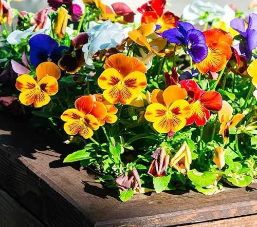 NO-GMO 90 Samen, Pansy Viola Winter Flowering Mixed Gardening Seed Heirloom Samen