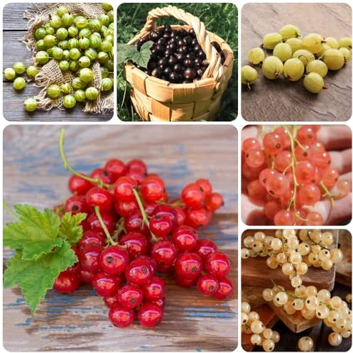 Semillas de grosella espinosa, exóticas verdes grosella, semillas de para jardin 400pcs