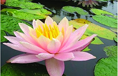Lincolnshire Pond Plants Ltd - Barbara Dobbins Water Lily - Live Water Plant Aquatic Pond Lake Marginal - Loose