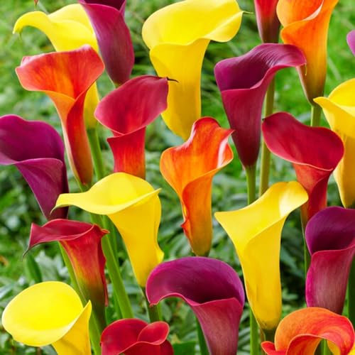 Calla Lilien Zwiebeln Winterhart Mehrjährig - Zantedeschia Multicolor Kollektion - 5 große Blumenzwiebeln - Echte Pflanzen aus Holland - für Garten und Topf (kein Samen, nicht künstlich)