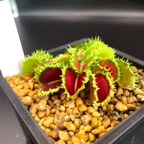 semi di Venere acchiappamosche - aiuola rialzata giardino biologici esotiche resistenti appartamento 30pcs