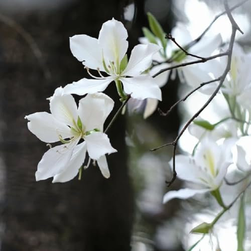 80 pcs Judasbaum Winterhart Kaufen Samen, pflanztöpfe indoor garten geschenk bienenweide saatgut Cercis chinensis, Chinese Redbud, gartenpflanzen winterhart winterfeste pflanzen für