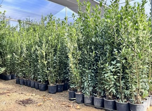 Laurus Nobilis - Árbol de laurel auténtico, hoja perenne, 160 cm, resistente al invierno, maceta de 10 litros, maceta premium para jardín y terraza, aroma de laurel de especias
