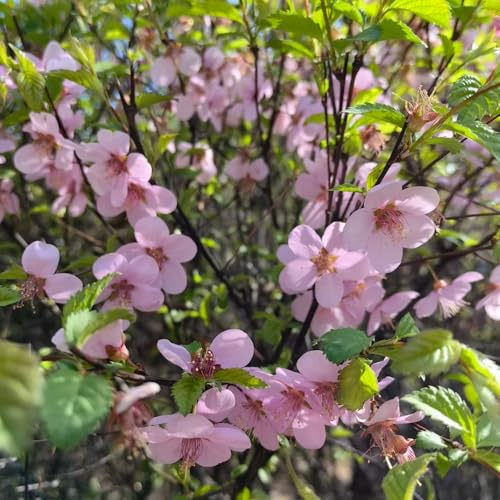 Semillas de almendro, para lugares soleados Prunus triloba, Decoración de jardín para exteriores resistentes al aire libre 6pcs