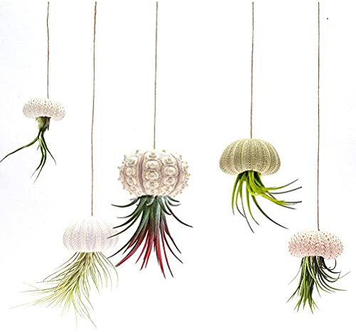 Mini Porte-Plantes à Air en Forme de Coquille D'oursin, Pot Décoratif Suspendu pour Plantes à Air, Mignon Tillandsia, Conteneur D'exposition Succulent, 5 Paquets (Ensemble de 4