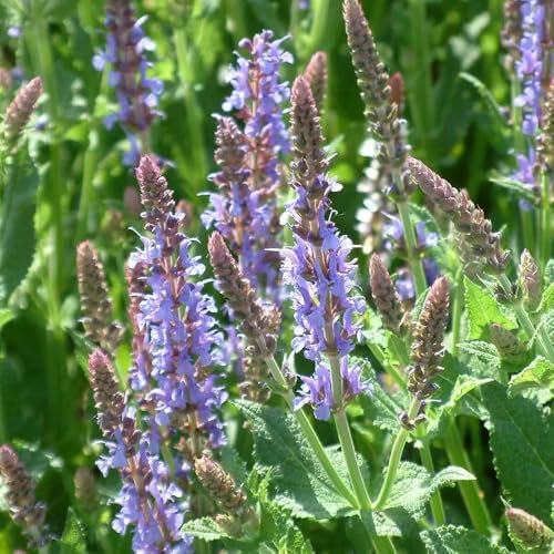 salbeisamen kräuterpflanzen saatgut blumen winterharte pflanzen für balkon, kräutergarten kräuter stauden winterhart mehrjährig balkonpflanzen winterhart balkon 120pcs