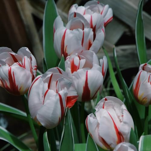 6bulbos comprar de tulipanes - tulipanes - exóticas resistentes, exóticas