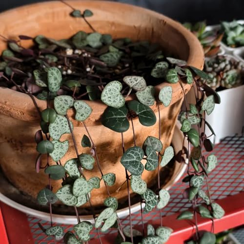 30samen leuchterblume - zimmerpflanzen exotische hochbeet balkon pflanzendeko gartenpflanzen winterhart, indoor kräutergarten, topfpflanzen draußen