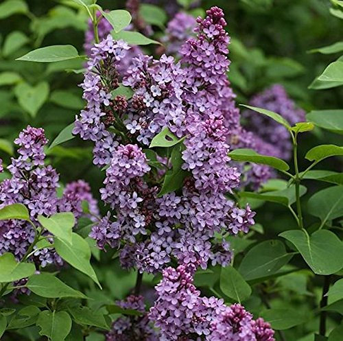 Edelflieder Prince Charming 60-80cm - Syringa prestoniae