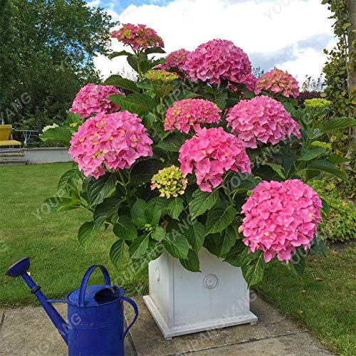 1, jaune: Shopvise hortensia Graines jardin 20Pcs / Pack Couleur (Jaune)