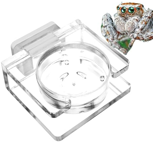 Uoqpty Plat d'alimentation pour araignée sauteuse, bol de nourriture pour araignée - Bol de nourriture magnétique pour reptiles - Plat acrylique transparent pour araignée léopard Gecko lézard araignée