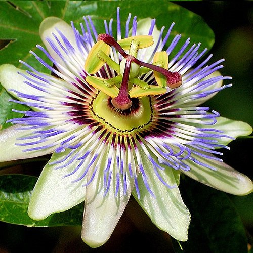3 x Passionsblomma - Set med 3 Passiflora caerulea | Fleråriga klätterväxter - Härdiga - 3 x 1,5 liters krukor