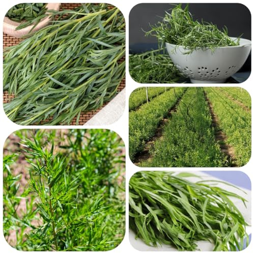 semi di dragoncello biologici - medicinali copertura del terreno, resistenti per aiuole rialzate, giardino 500pcs