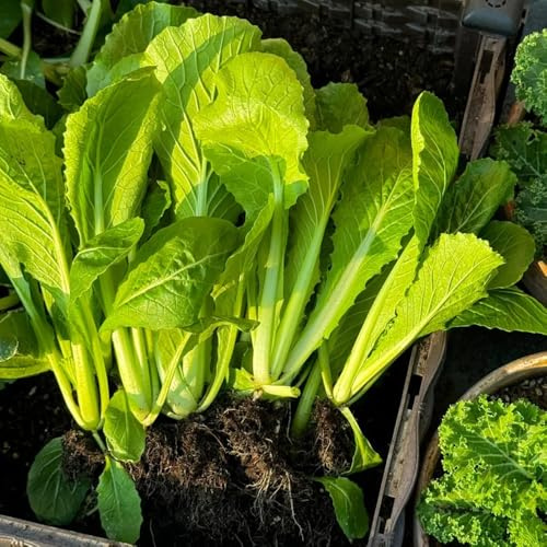Semillas de Pak Choi orgánicas - hojas mostaza china raras, oficina, variedades tradicionales, 100pcs