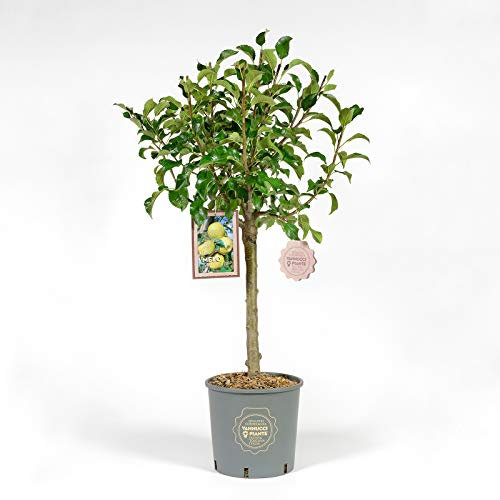 Vannucci Piante - Melo Nano in vaso, Albero vero da frutto, produzione di Mele Buccia gialla, polpa soda e gustosa, pianta da terrazzo di 3 anni