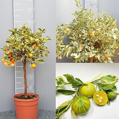 SAVINI VIVAI Planta de Calamondino de colores, Árbol de cítricos de Calamondino de colores en maceta de 20 cm Altura 70 cm 2-3 años de injerto,